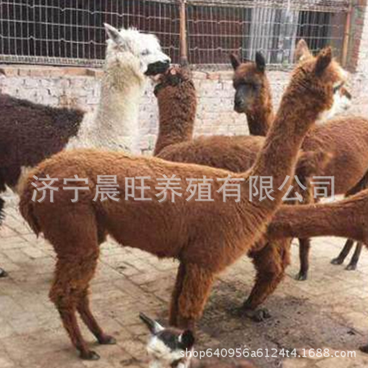 图片20170412232625_副本.jpg