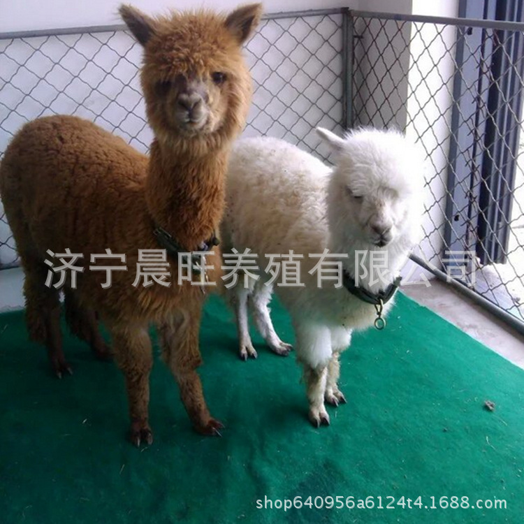 图片201703153332_副本.jpg