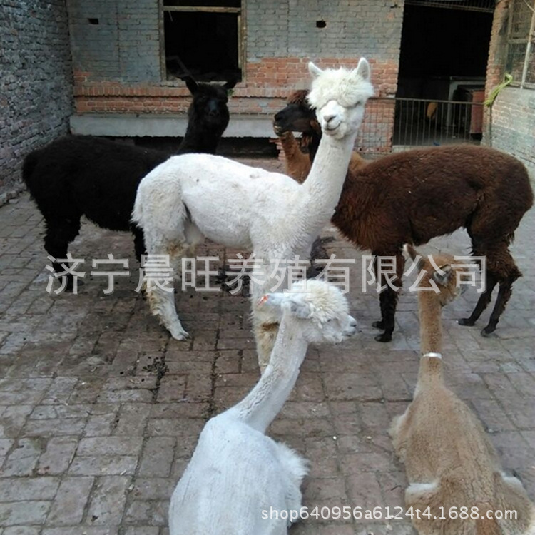 图片20170412233512_副本.jpg