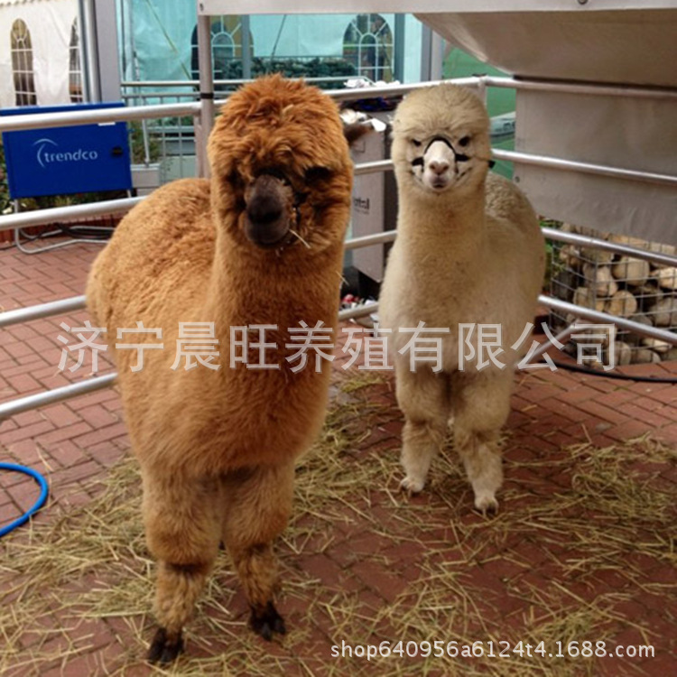 图片20170412231945_副本.jpg