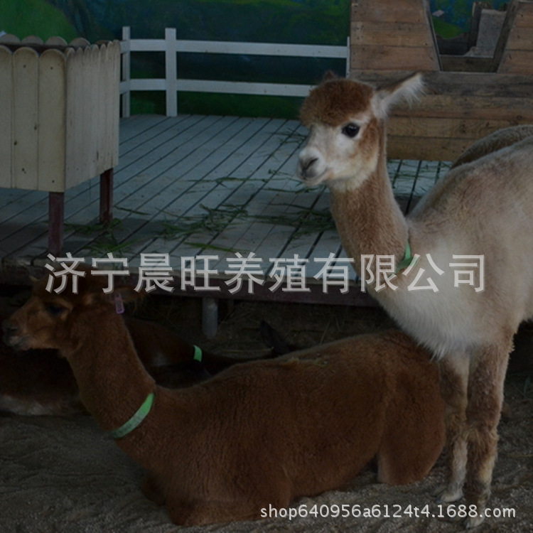 图片20170412233341_副本.png