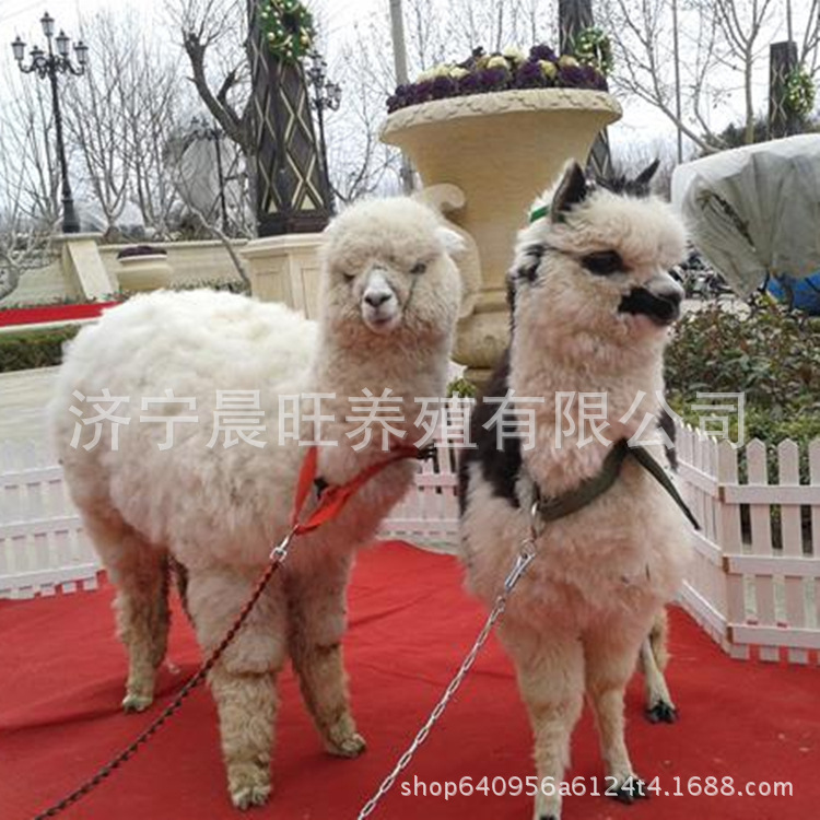 图片20170412233822_副本.jpg
