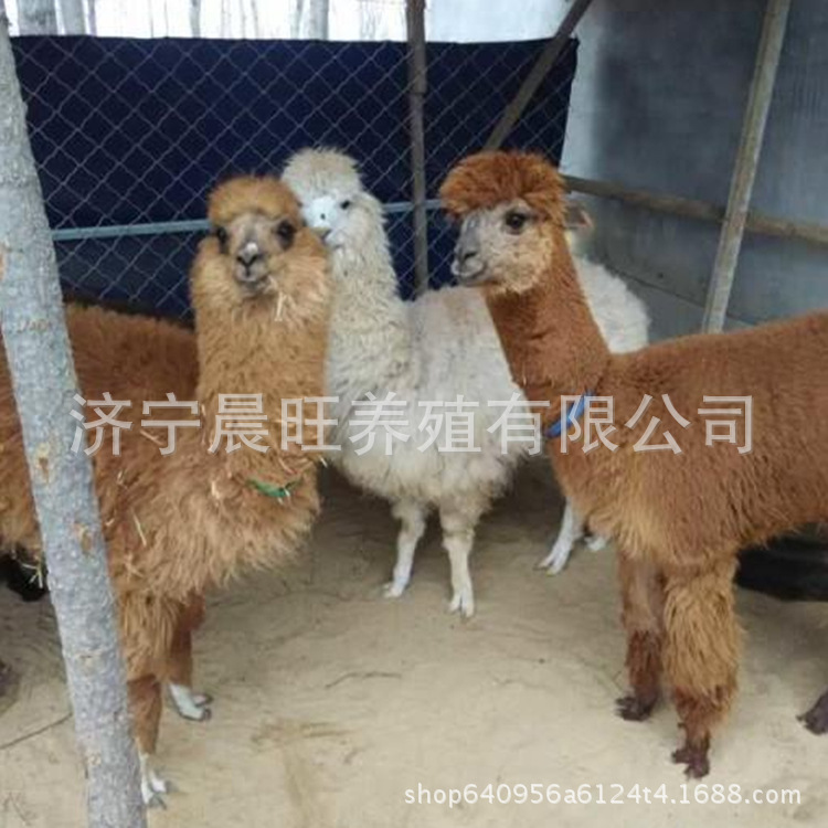 图片20170412233209_副本.jpg