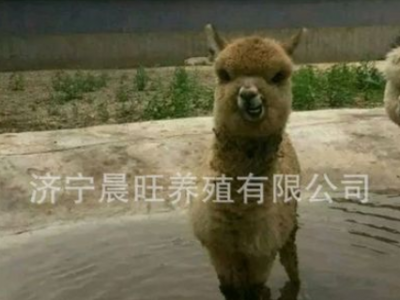 出租羊驼 羊驼多少钱一头 哪有宠物 羊驼养殖场图2