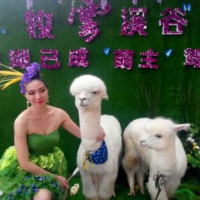 出租羊驼 羊驼多少钱一头 哪有宠物 羊驼养殖场