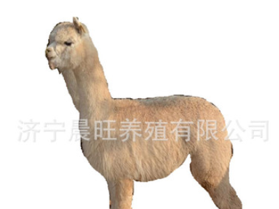 出租羊驼 羊驼多少钱一头 哪有宠物 羊驼养殖场图4