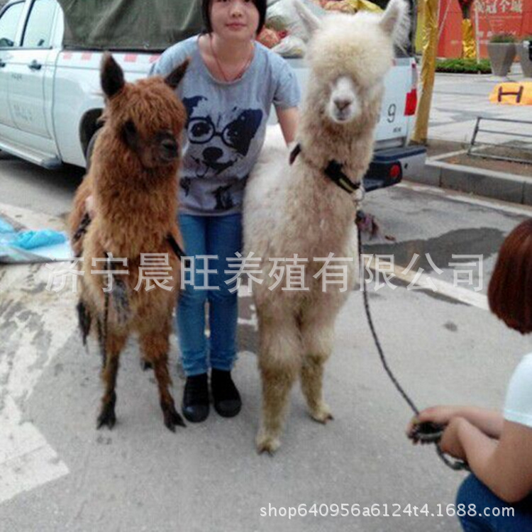 图片20170412230911_副本.jpg