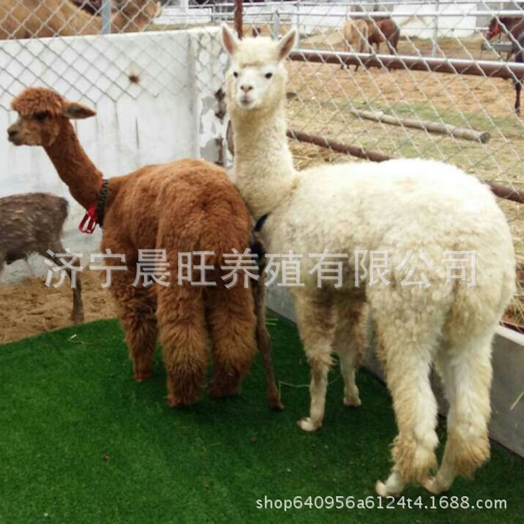 图片20170715224949_副本.jpg