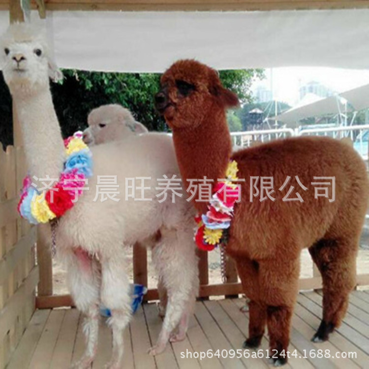 图片20170715230836_副本.jpg