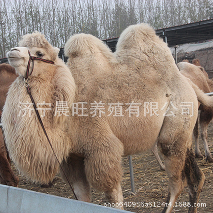 图片20160319222347_副本.jpg