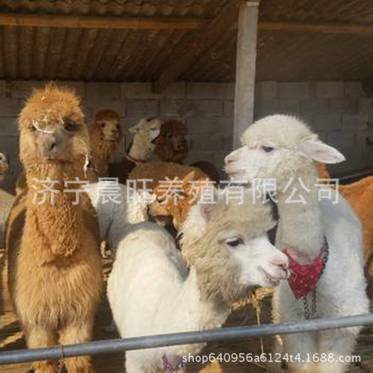 图片20170412231727_副本.jpg