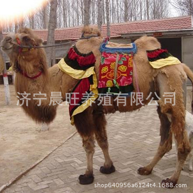 图片20160319223007_副本.jpg