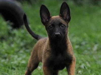 直供马犬幼犬活物马犬幼崽公母都有忠实护卫犬名犬 疫苗齐全图4