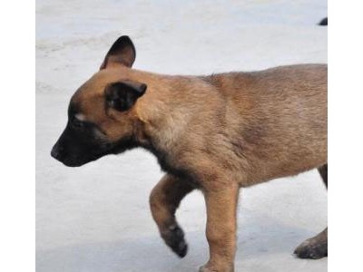 直供马犬幼犬活物马犬幼崽公母都有忠实护卫犬名犬 疫苗齐全图2