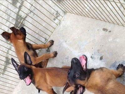直供马犬幼犬活物马犬幼崽公母都有忠实护卫犬名犬 疫苗齐全图3
