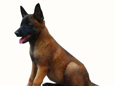 直供马犬幼犬活物马犬幼崽公母都有忠实护卫犬名犬 疫苗齐全图5