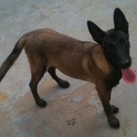 直供马犬幼犬活物马犬幼崽公母都有忠实护卫犬名犬 疫苗齐全