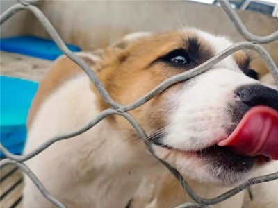 中亚牧羊犬大小公母都有中亚牧羊犬幼犬疫苗齐全欢迎咨询图3