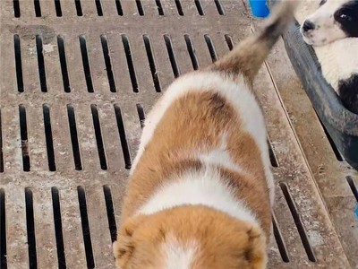 中亚牧羊犬大小公母都有中亚牧羊犬幼犬疫苗齐全欢迎咨询图2