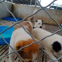 中亚牧羊犬大小公母都有中亚牧羊犬幼犬疫苗齐全欢迎咨询