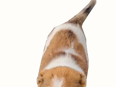 中亚牧羊犬大小公母都有中亚牧羊犬幼犬疫苗齐全欢迎咨询图4
