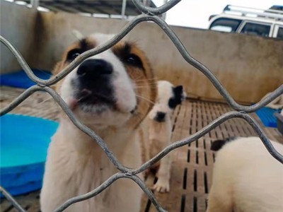 中亚牧羊犬大小公母都有中亚牧羊犬幼犬疫苗齐全欢迎咨询图5