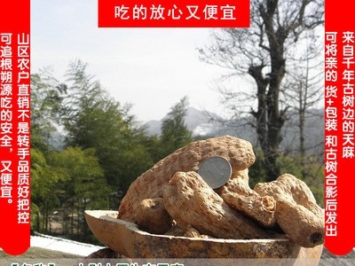 产地货源天麻 批发各种规格天麻 天麻片 天麻个 天麻子 量大从优图3