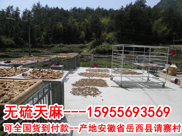 无硫天麻2