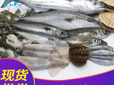 海产品沙丁鱼新鲜海捕深海鱼鲜活冷冻冰鲜海鲜沙丁鱼特产批发图2