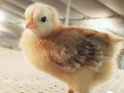 专业供应高品质红芦花鸡苗 成活率高鸡苗天然健康无公害鸡苗批发图4