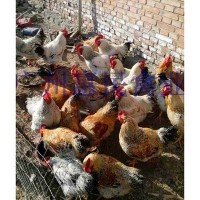 专业供应高品质红芦花鸡苗 成活率高鸡苗天然健康无公害鸡苗批发