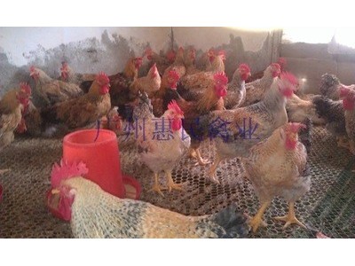 专业供应高品质红芦花鸡苗 成活率高鸡苗天然健康无公害鸡苗批发图3