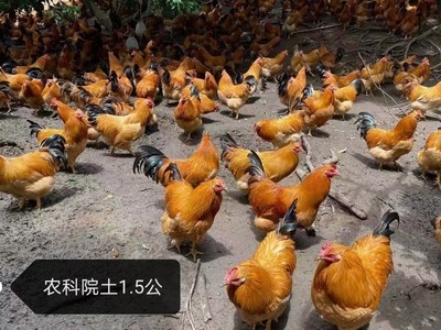 黑瑶鸡苗图3