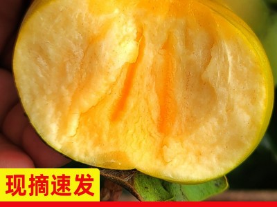 脆柿云南巧克力脆柿硬柿子甜脆柿新鲜应季水果5斤9斤批发一件代发图5