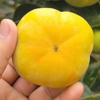 脆柿云南巧克力脆柿硬柿子甜脆柿新鲜应季水果5斤9斤批发一件代发