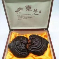 灵芝礼盒装紫灵芝长白山东北特产林芝送礼中老年会销批发
