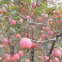 贵州苹果树苗木批发采购价格 嫁接红富士红肉柱状苹果苗 新品种