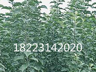 贵州苹果树苗木批发采购价格 嫁接红富士红肉柱状苹果苗 新品种图5