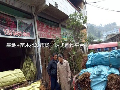 綦江樱桃苗 重庆果树苗 四川果苗 贵州果树苗木 云南果苗木批发图2