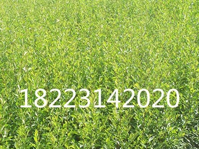 綦江樱桃苗 重庆果树苗 四川果苗 贵州果树苗木 云南果苗木批发图5