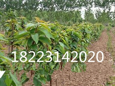 綦江樱桃苗 重庆果树苗 四川果苗 贵州果树苗木 云南果苗木批发图3