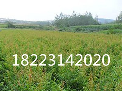 泸州大红枣苗 四川大红枣苗 贵州大红枣苗 云南大红枣冬枣苗批发图2