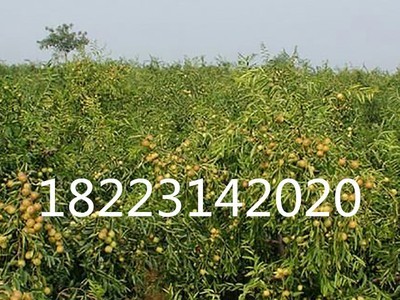 泸州大红枣苗 四川大红枣苗 贵州大红枣苗 云南大红枣冬枣苗批发图5