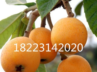 水果苗=重庆果苗=贵州果苗=四川果苗=嫁接大五星枇杷苗批发图2