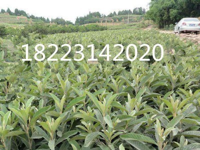 水果苗=重庆果苗=贵州果苗=四川果苗=嫁接大五星枇杷苗批发图3