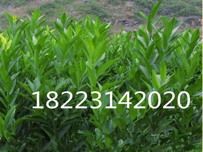 基地直销 脐橙果苗 嫁接纽荷尔脐橙果苗 新品种南方种植果树苗图2