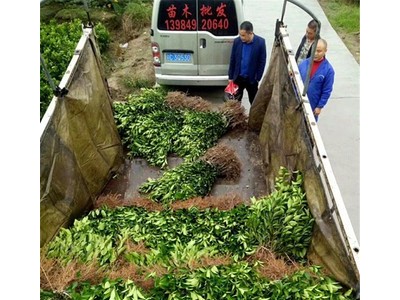 基地直销 脐橙果苗 嫁接纽荷尔脐橙果苗 新品种南方种植果树苗图3