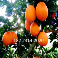 基地直销 脐橙果苗 嫁接纽荷尔脐橙果苗 新品种南方种植果树苗