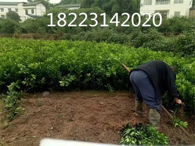基地直销 脐橙果苗 嫁接纽荷尔脐橙果苗 新品种南方种植果树苗图4