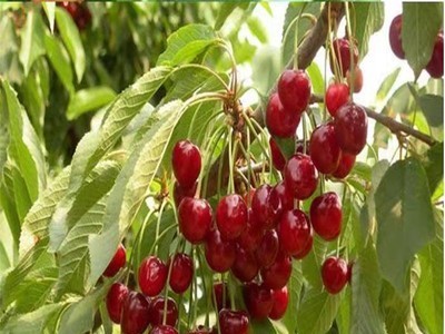 乌皮樱桃树 乌皮大樱桃 嫁接苗南方种植樱桃 车厘子图5